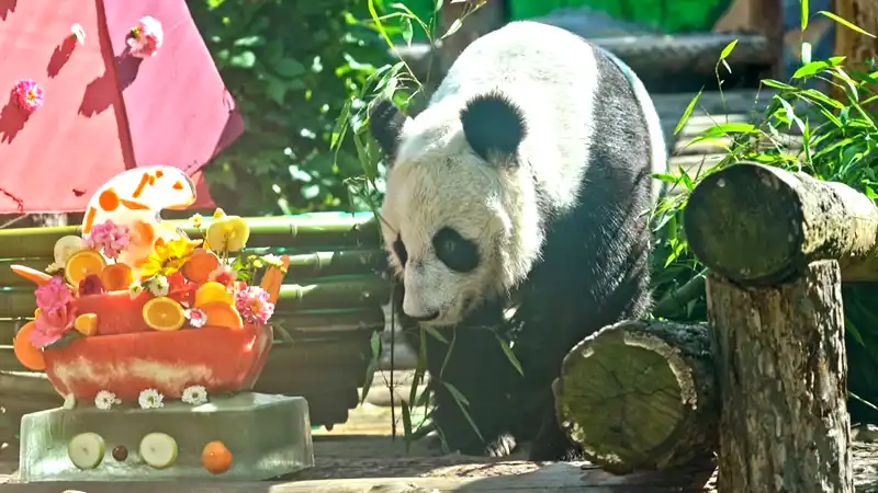pandai290725