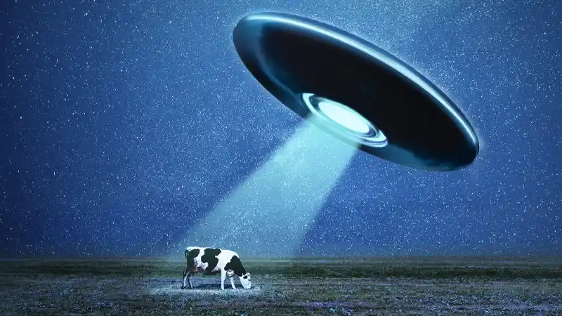 korova241025